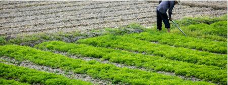 现在农民不愿种地了怎么办,农民种地一直不挣钱怎么办