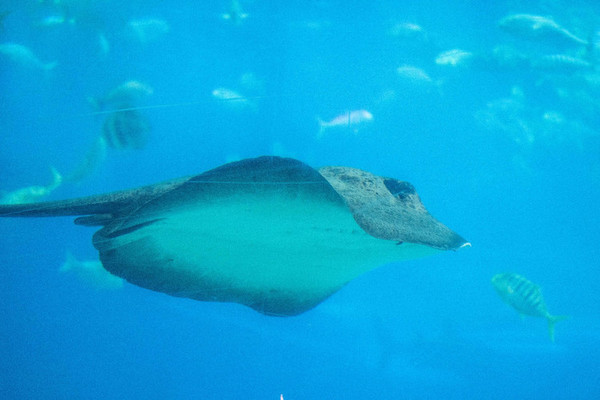 珠海长隆旅游攻略一天自由行,珠海长隆旅游攻略三天自由行