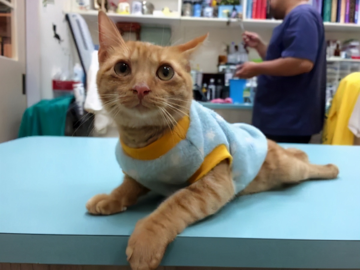 瘫痪猫怎么人工帮助排泄,瘫痪猫咪怎么护理