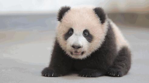 对付黑眼圈最好用的眼霜,真正对黑眼圈有用的眼霜