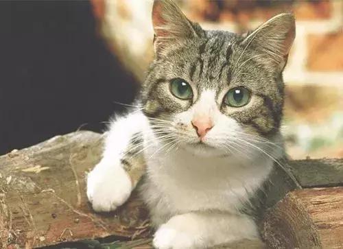 福懋动物医院管理,福懋动物医学