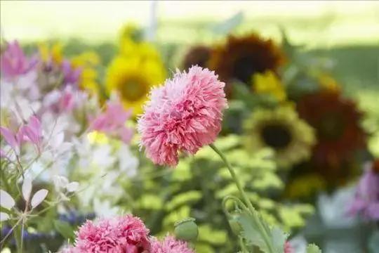 关于母亲节由来知识视频,母亲节来历简短一句话