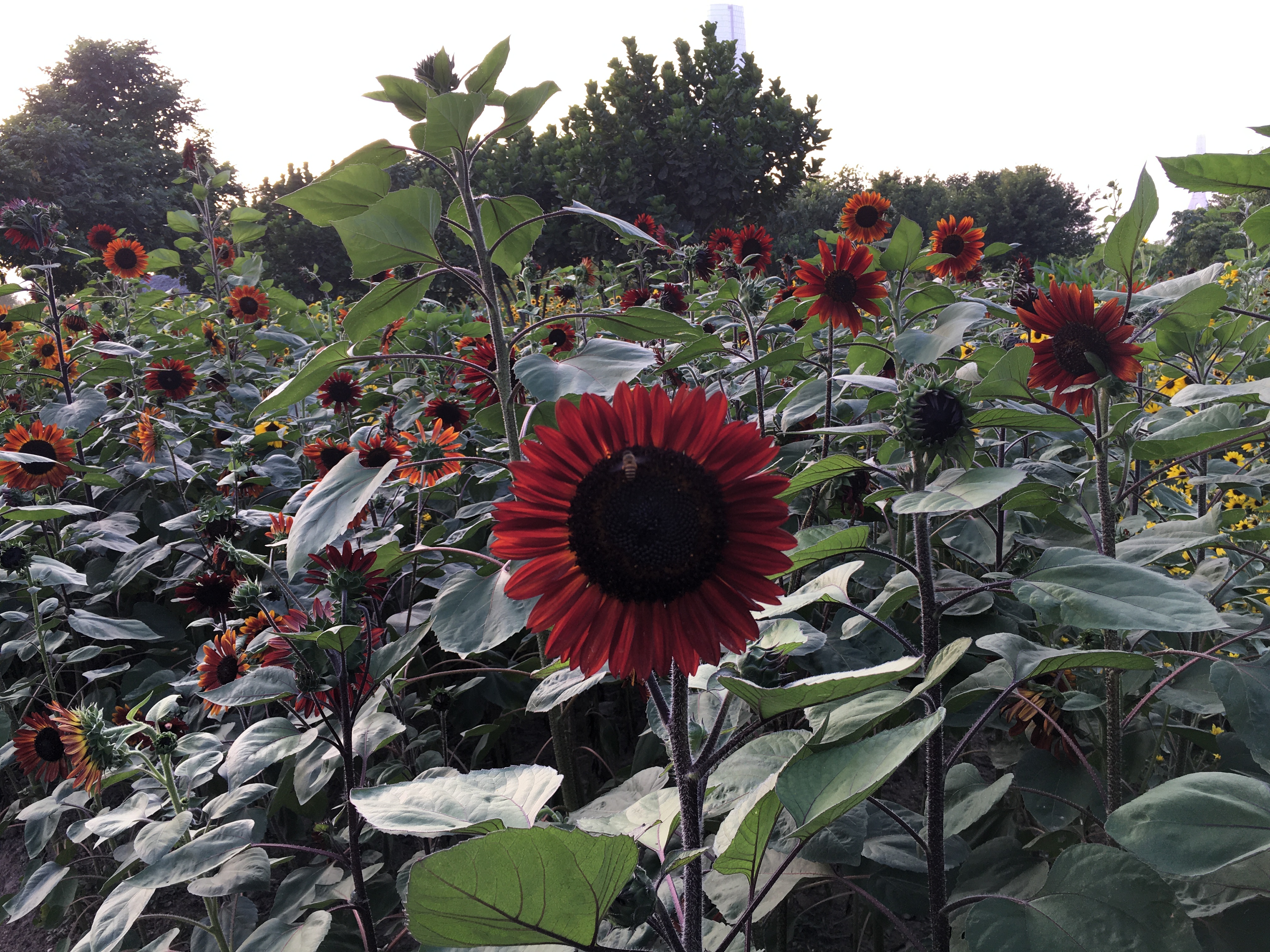 园博苑旅游攻略,厦门园博苑旅游攻略