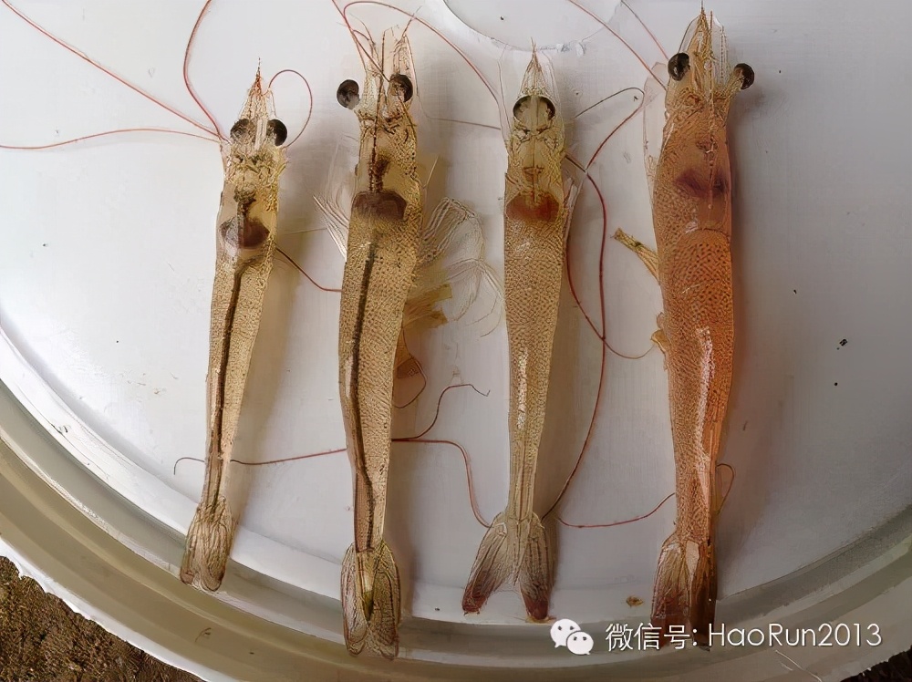 对虾补充什么钙最好,对虾多大吃1.0的料