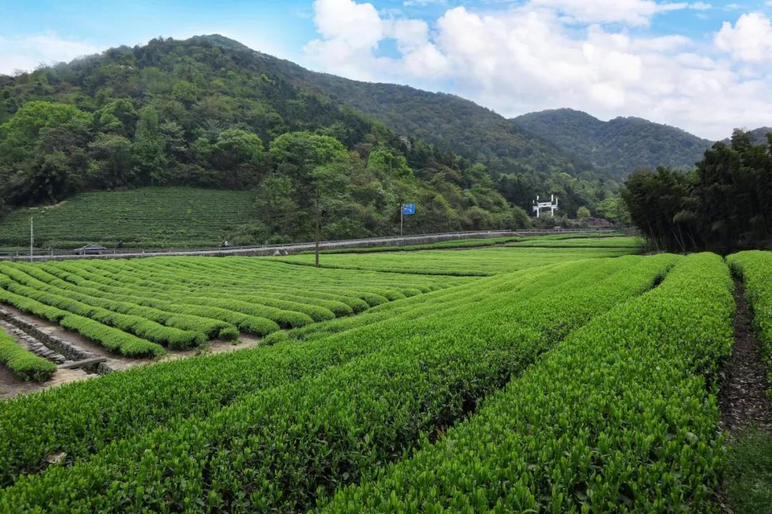 谷雨节气应注意什么,谷雨节气谷雨养生要注意什么