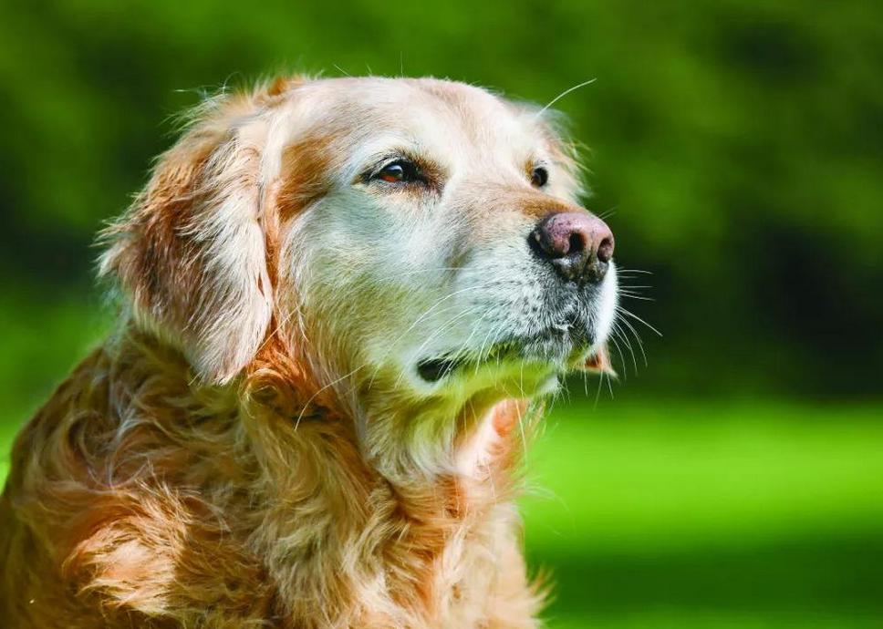 狗狗十年了该怎么养,狗狗年龄大了需要注意什么