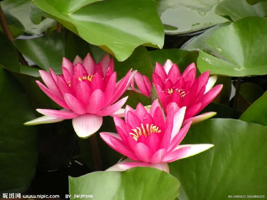 佛系最唯美的荷花图片,清新淡雅的荷花图片大全