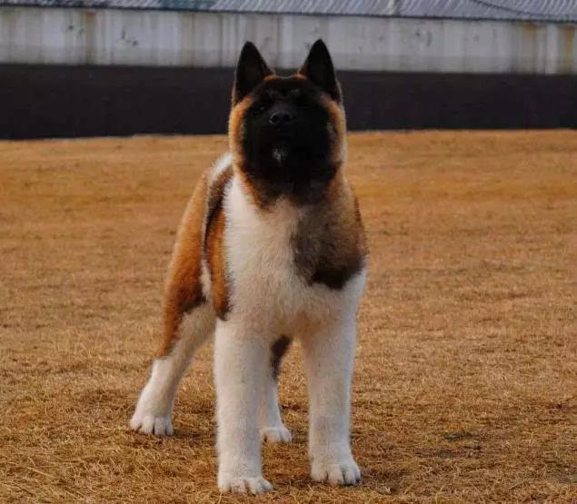 45种狗狗,45种狗狗很难得一见你认识几种