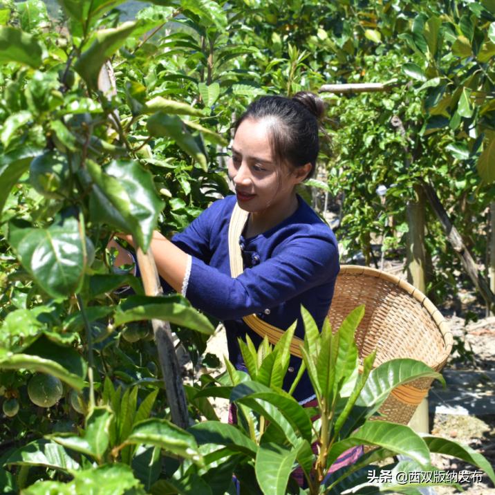 幸福打洛产业振兴路上瓜果飘香