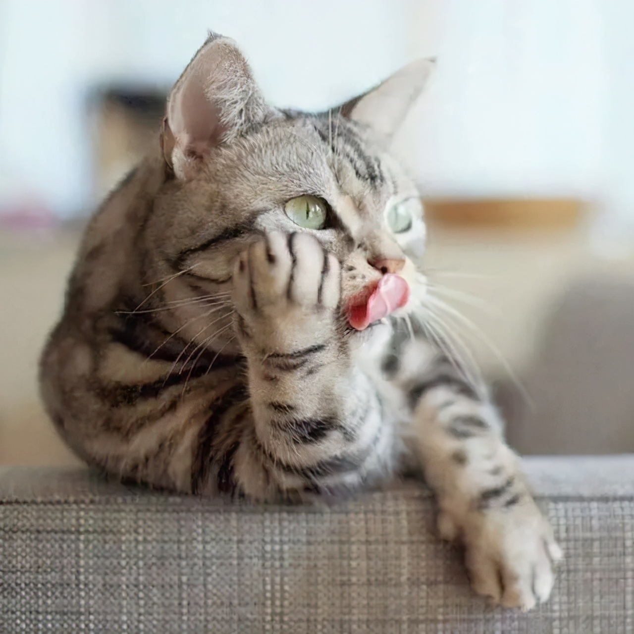 【科学小馆儿】头发也是蛋白质，为啥不能吃？