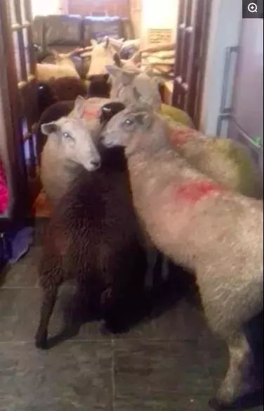 如何判断边境牧羊犬是笨是聪明,边境牧羊犬为什么不会攻击人