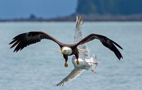 高空捉虫，水下捕鱼，还能看到紫外线，鸟类的眼睛里藏着什么秘密