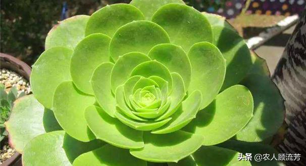 多肉植物的修剪养护方法,多肉植物仙人掌是否需要修剪