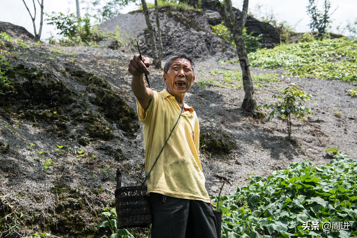 割漆因为什么让人体产生危害,漆树割漆人