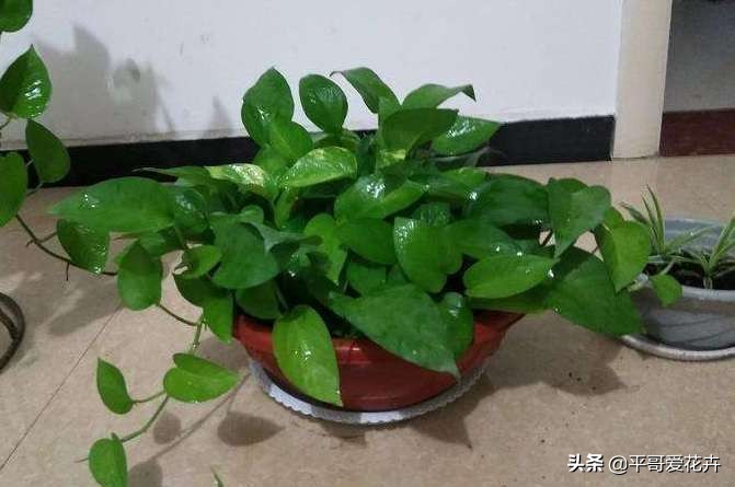 绿萝和绿萝养一起成活率是不是高,成活率高达90%的绿萝扦插方法