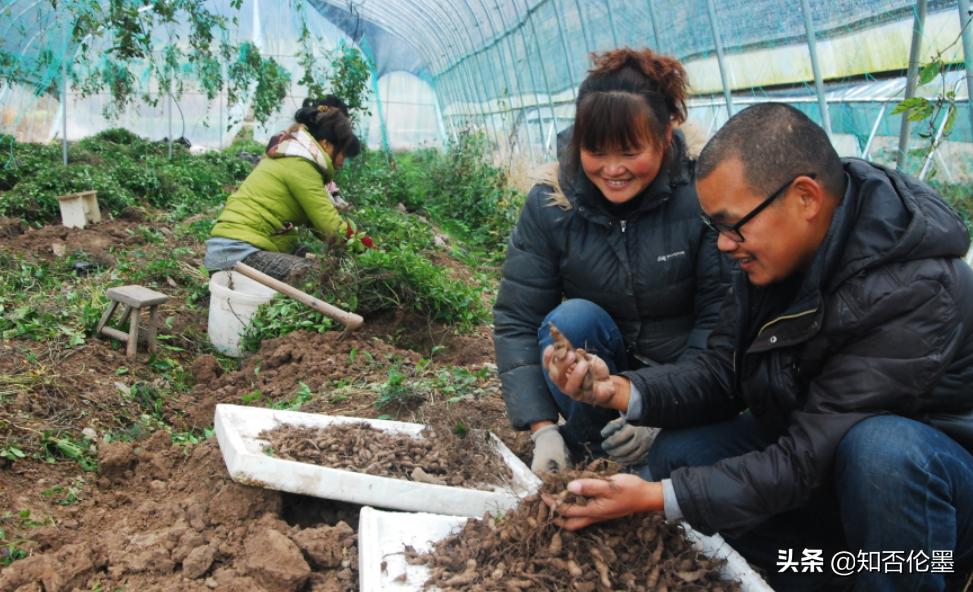 8个农村创业的好项目推荐,创业不如回家种地