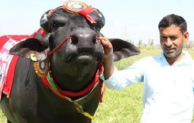 “印度牛人”帕萨纳：44岁富豪抛妻弃子，只为把心爱的母牛娶回家