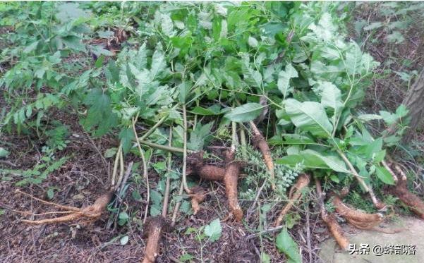 农村小伙做5年电商赚多少钱,农村小伙创业目标月入2百万