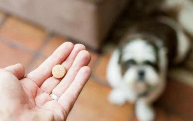 小狗拉暗红色稀水,小狗吐黄绿色的沫不吃东西