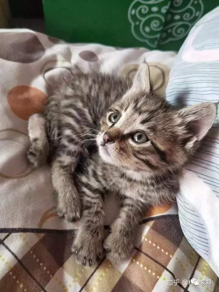 猫是否知道自己是猫,猫知自己是猫么