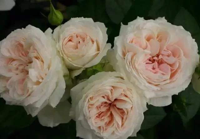 每天学习一点点——100种玫瑰品种科普