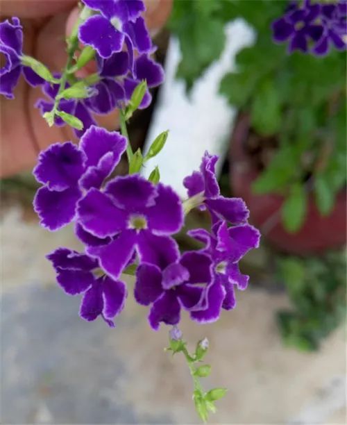 100种常见观叶植物图鉴史上最全,农村常见的100种植物