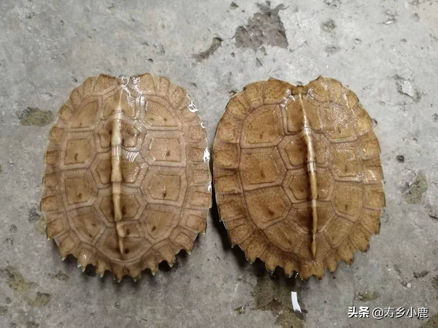 新手养龟苗怎么养活,幼龟龟苗应该怎么控制饮食