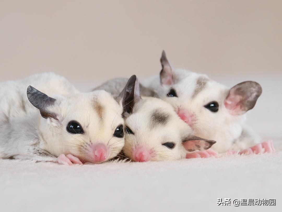 蜜袋鼯弃养可以喝羊奶吗,蜜袋鼯被弃养原因