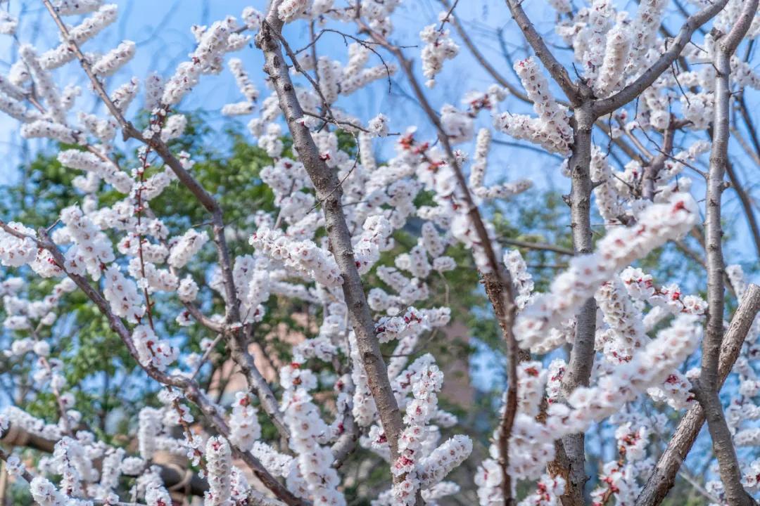 邯郸方特最新进展,邯郸方特国色春秋