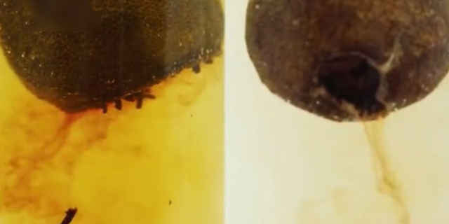 如何分辨青柑普洱的真假,大红柑普茶怎么分辨好坏