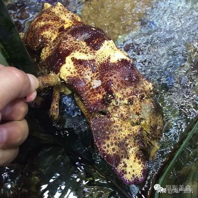这些外形奇葩而味道超级赞的海鲜,广东十大硬核海鲜品种