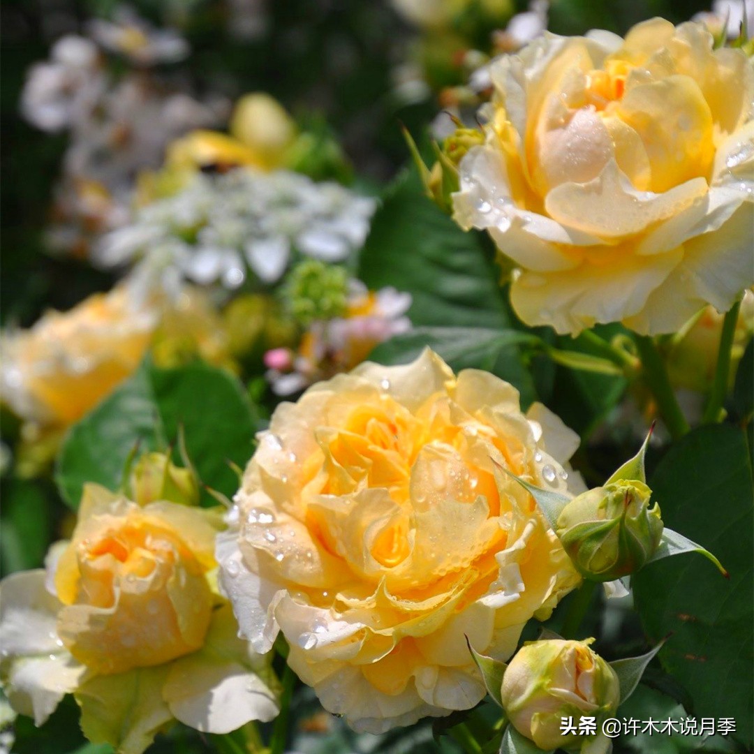 月季梅雨季节怎么浇水,月季可以淋雨吗