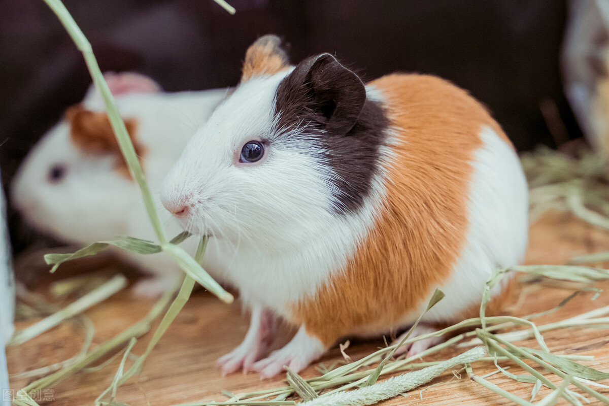 怎样治疗仓鼠的拉肚子,仓鼠拉稀能活多久