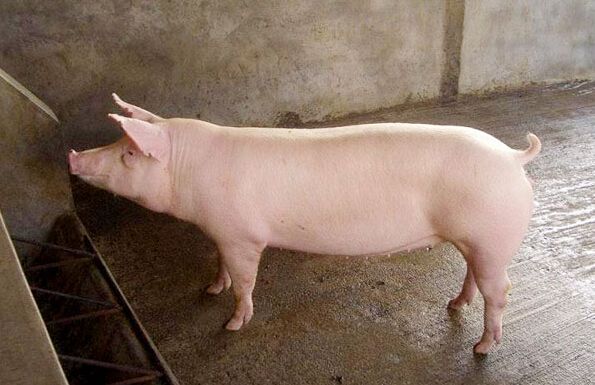 后备母猪不受孕该怎么办,后备母猪不怀孕怎么治