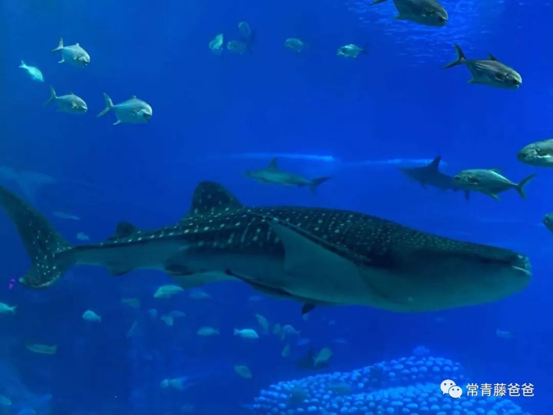 广州长隆游玩攻略水上乐园怎么去,过年去珠海长隆海洋王国游玩攻略