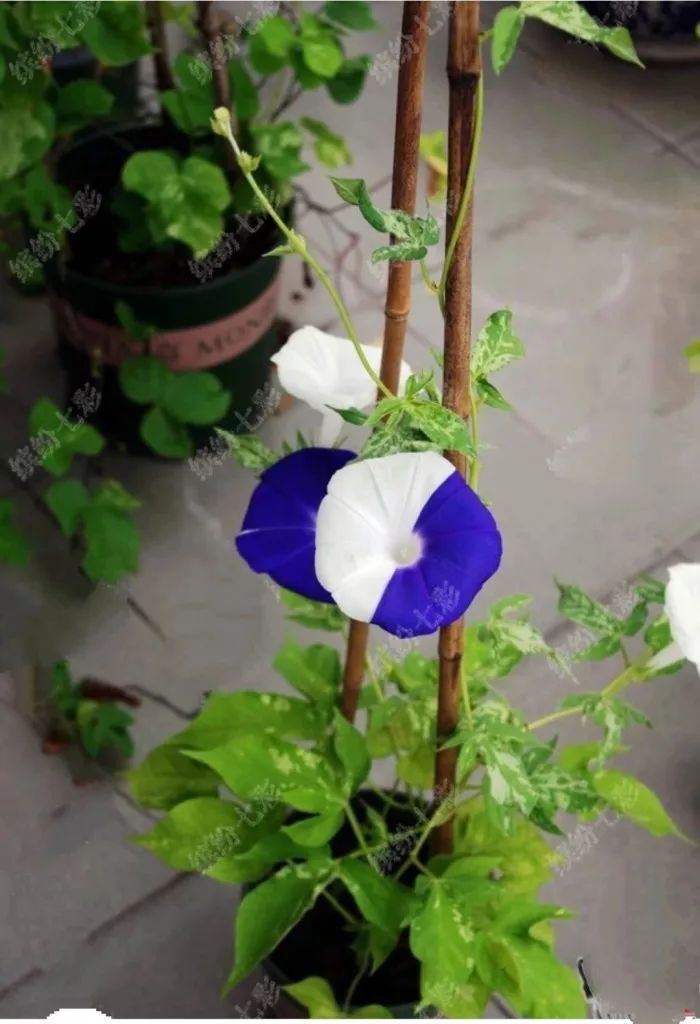 牵牛花到处游,牵牛花随便种