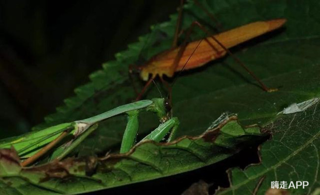 螳螂肚子里为什么都是虫子,螳螂的肚子破了流出来黄色的东西