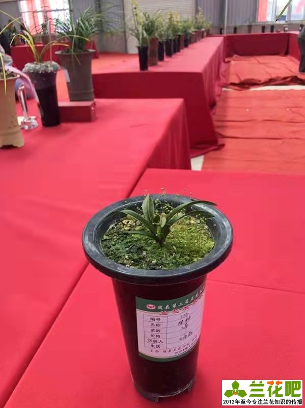 兰花观叶品种推荐,玉兰什么品种开花最香