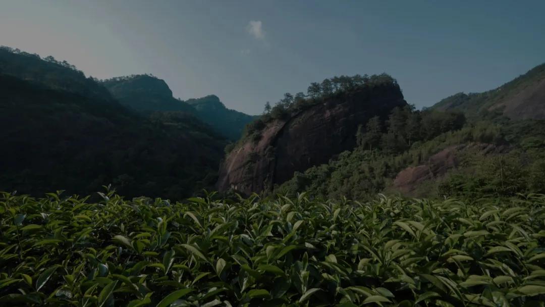 风云闽商|武夷星何一心：一心做好茶，用科技赋能茶产业