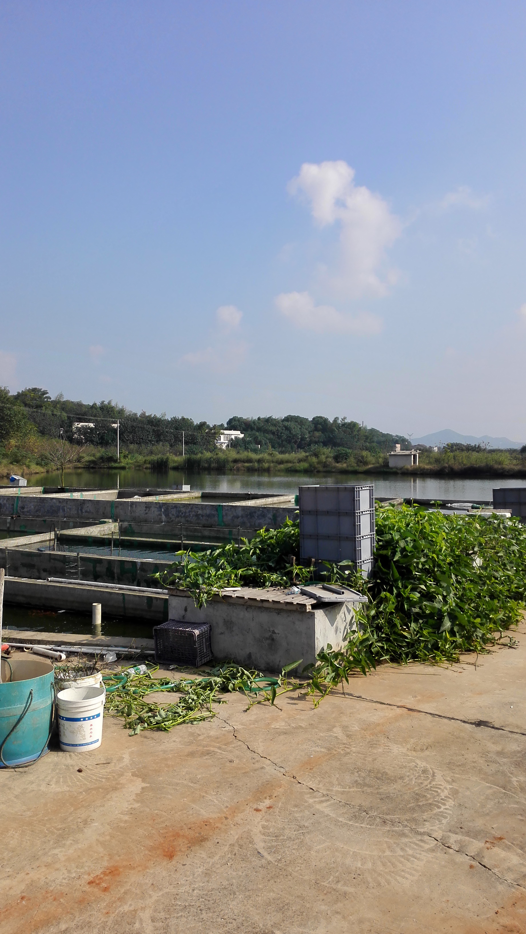湖南最好的锦鲤养殖基地,湘潭锦鲤养殖