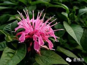 薄荷家族成员照片,薄荷家族惊艳亮相