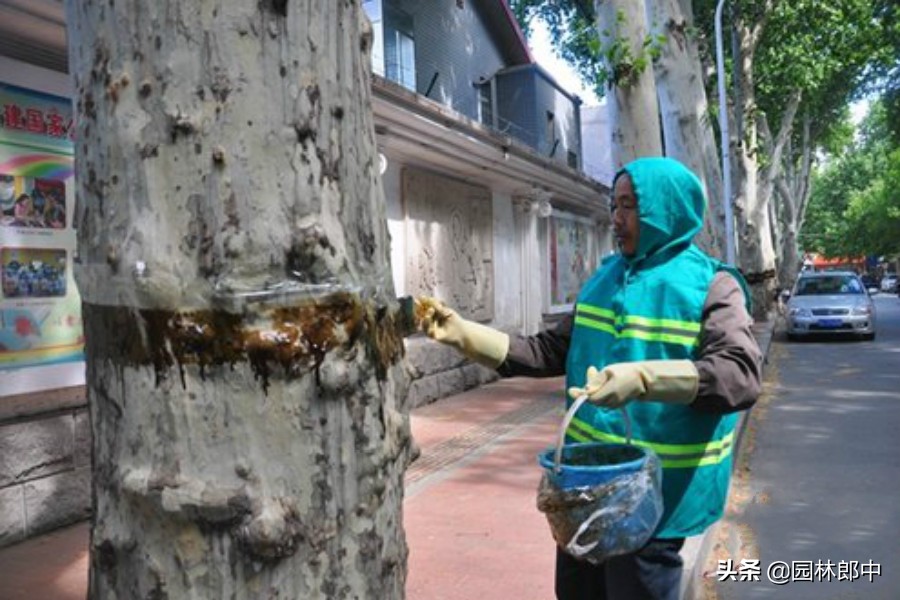 草履蚧防治月份,草履蚧壳虫防治