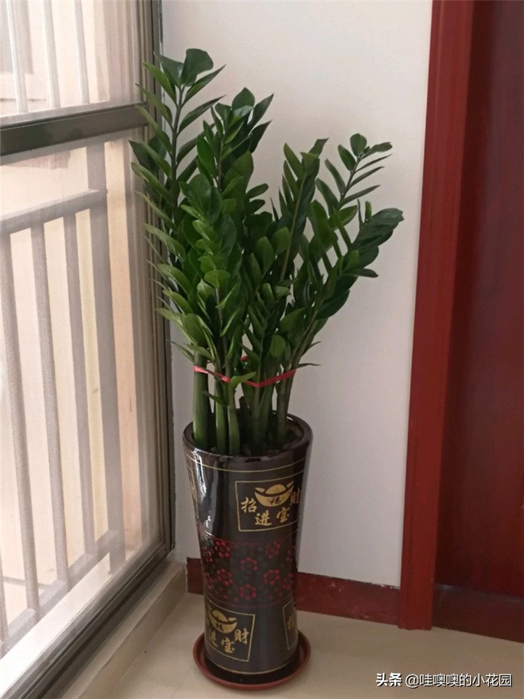 金钱树往下趴要怎么弄,金钱树倒伏