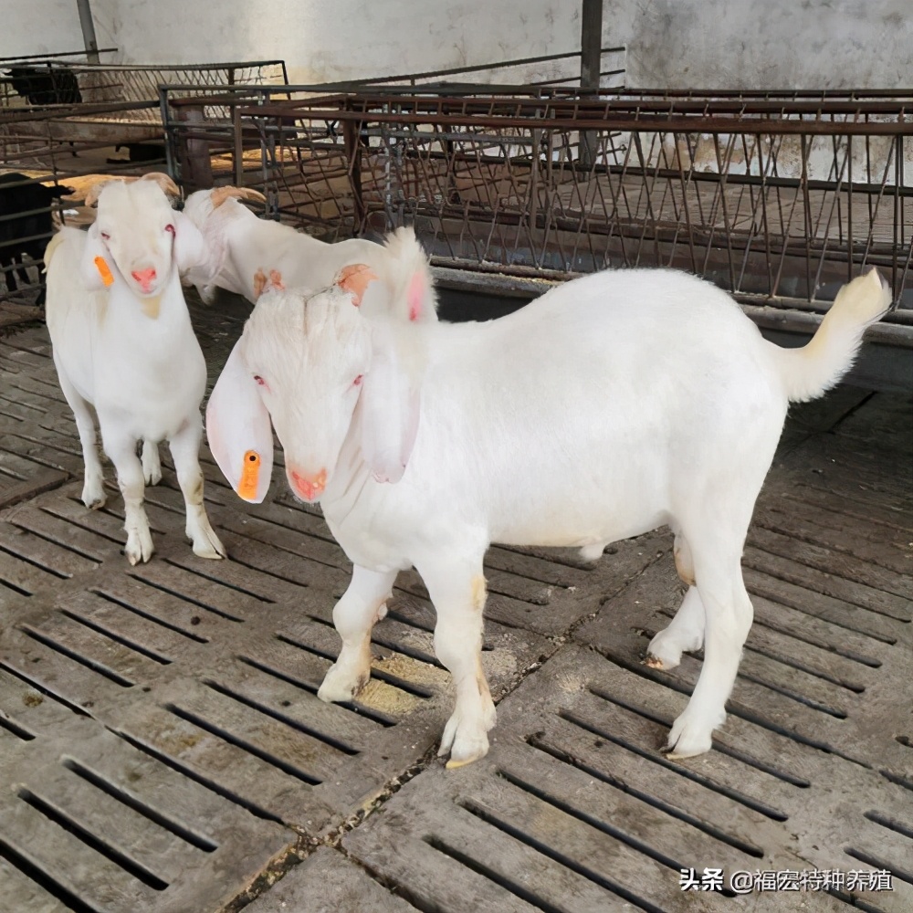 目前国内什么品种的羊最适合南方,中国养殖的羊的品种最多的是什么