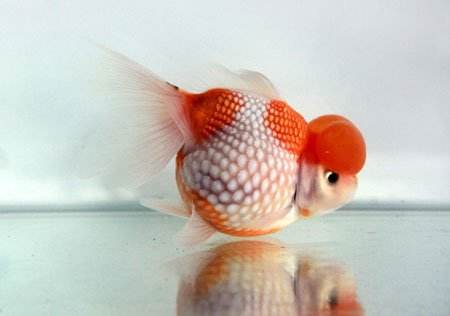 金鱼常见的种类大全,常见的十种金鱼类型有哪些