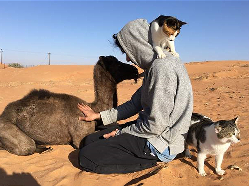 猫咪看到巨大的猫砂盆,猫咪把沙漠当猫砂盆
