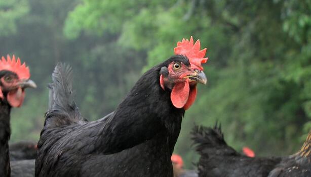 海归博士养土鸡,90后青年回家养土鸡