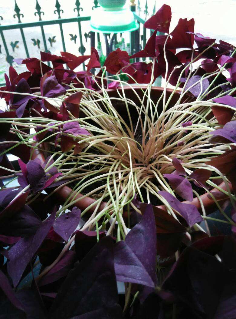 紫叶酢浆草分根方法,紫叶酢浆草种植多大间距