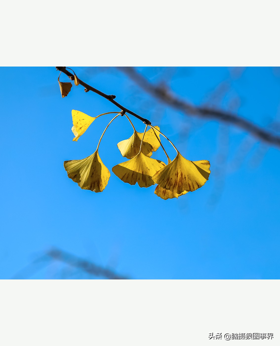 怎么拍摄好看的花和天空,如何拍出好看的天空树叶照