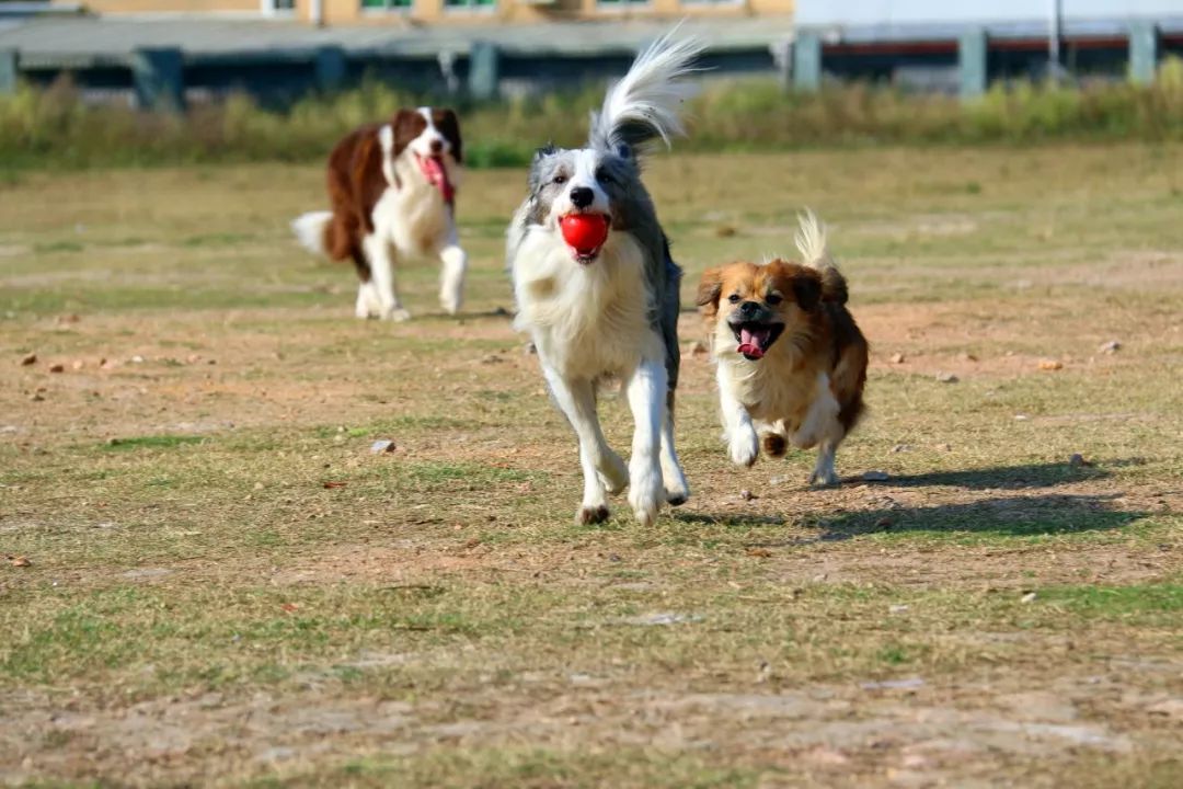 在美国留学打工犯法吗,到美国留学被遣返怎么办